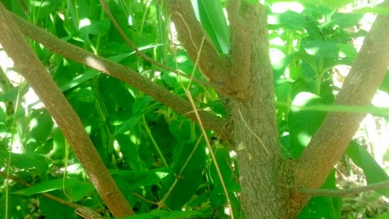  photo IMG_20140611_174834_zpsf30dd65e.jpg